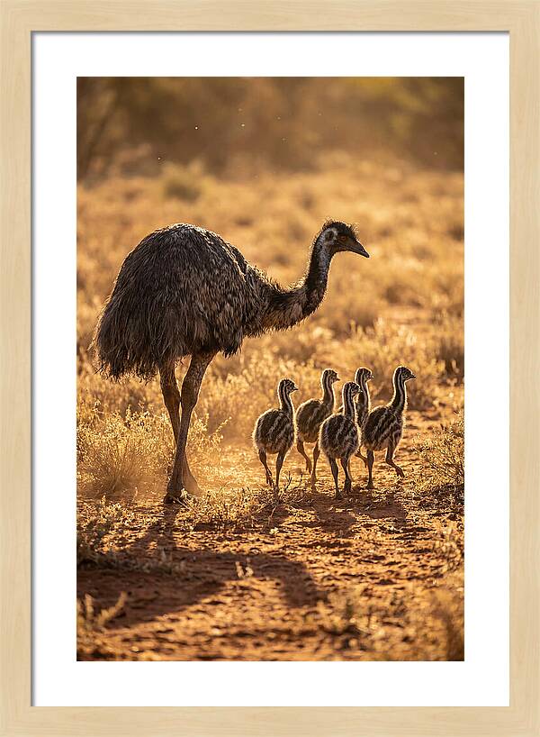 Emu With Chicks Walking Together