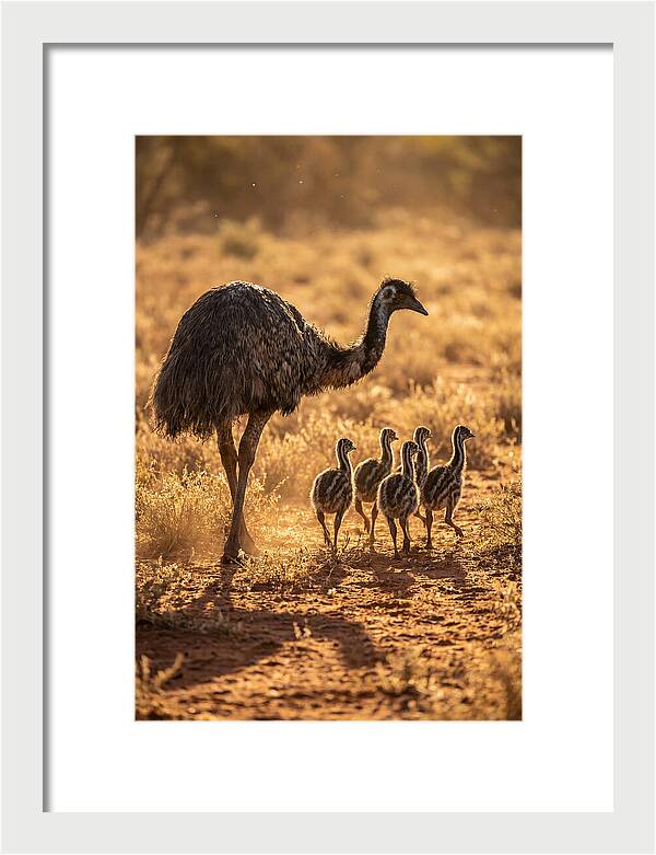 Emu With Chicks Walking Together