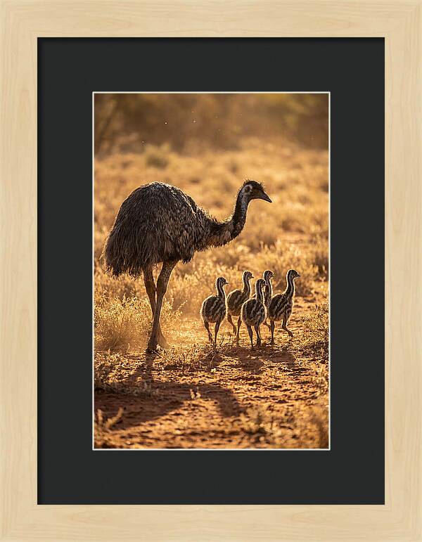 Emu With Chicks Walking Together