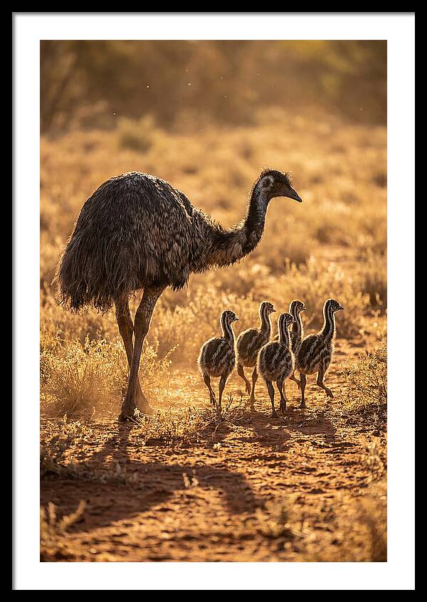 Emu With Chicks Walking Together