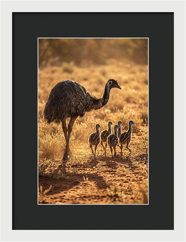 Emu With Chicks Walking Together