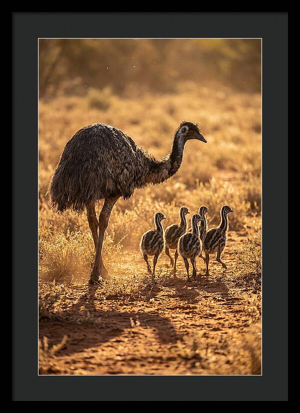 Emu With Chicks Walking Together