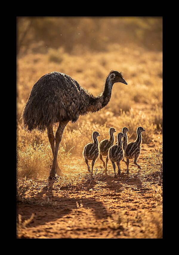 Emu With Chicks Walking Together