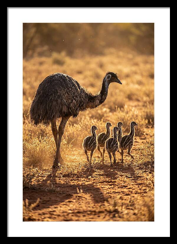 Emu With Chicks Walking Together