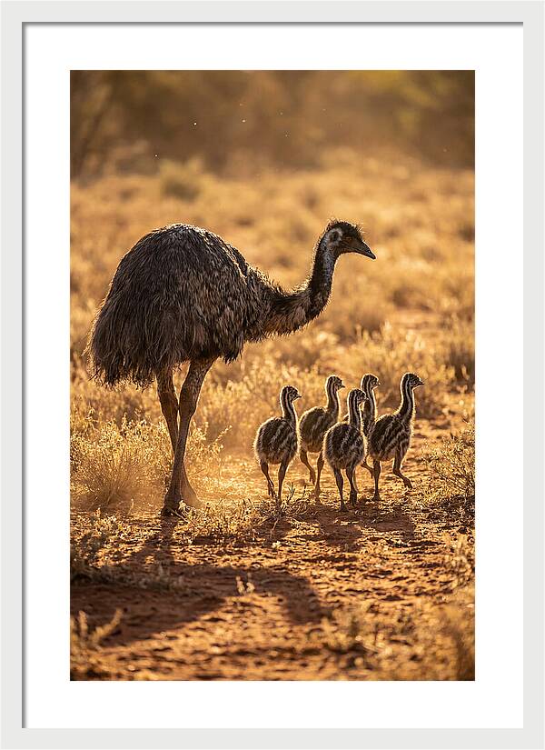 Emu With Chicks Walking Together