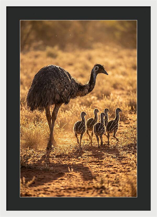 Emu With Chicks Walking Together