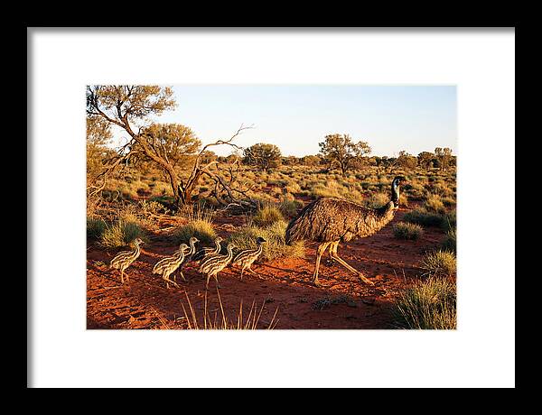 Emus Strolling With Their Young