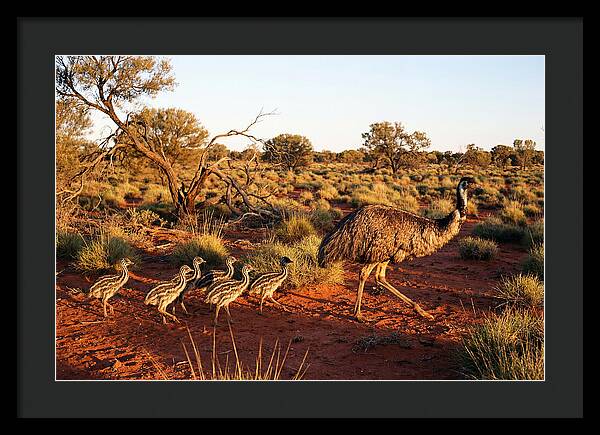 Emus Strolling With Their Young