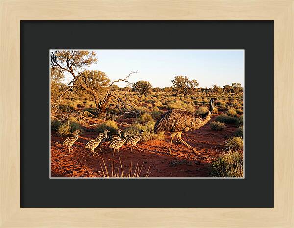 Emus Strolling With Their Young