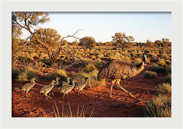 Emus Strolling With Their Young