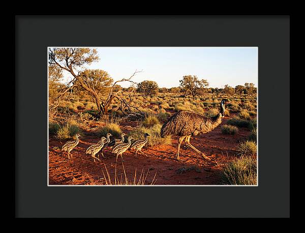 Emus Strolling With Their Young