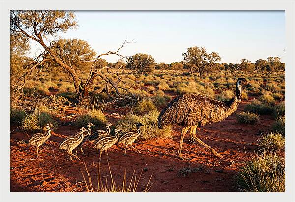 Emus Strolling With Their Young