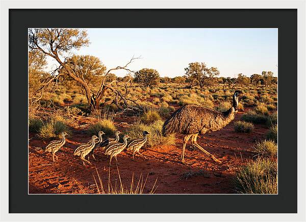 Emus Strolling With Their Young