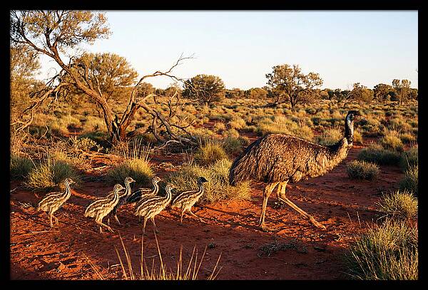 Emus Strolling With Their Young