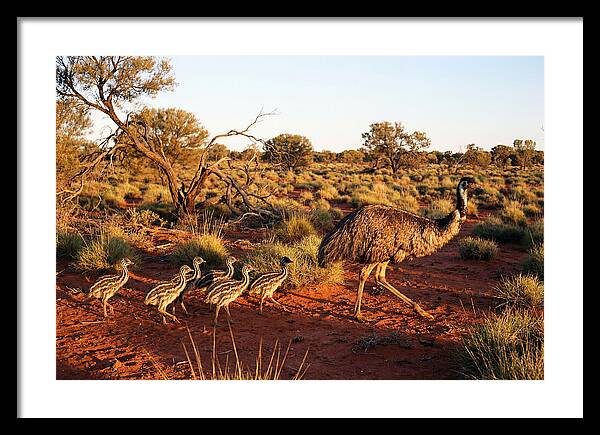 Emus Strolling With Their Young