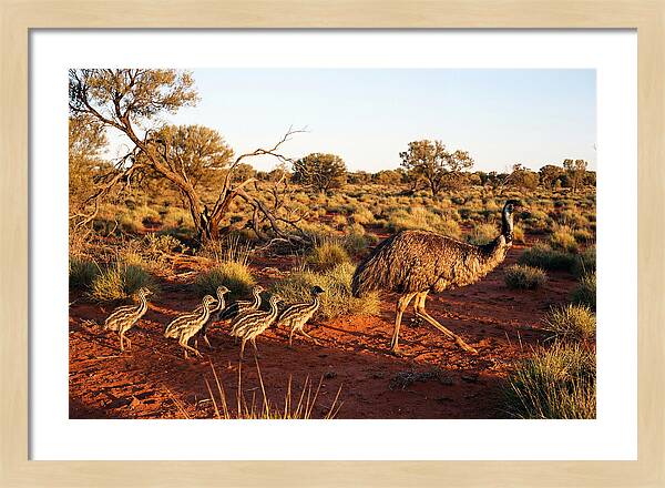 Emus Strolling With Their Young