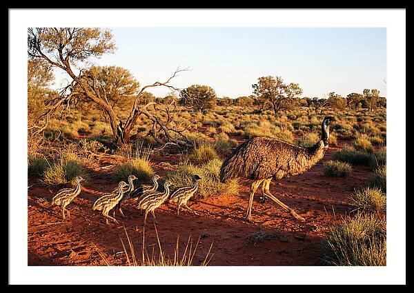 Emus Strolling With Their Young