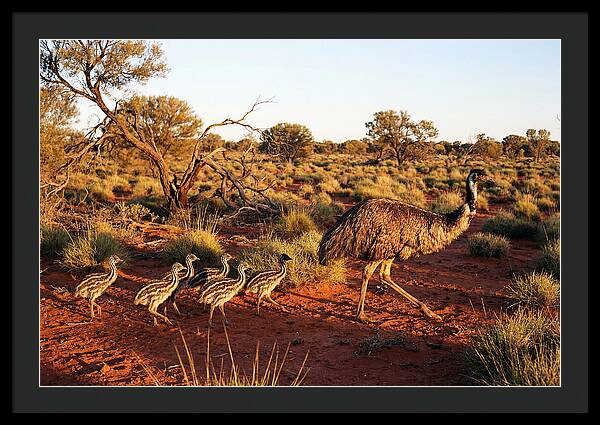 Emus Strolling With Their Young