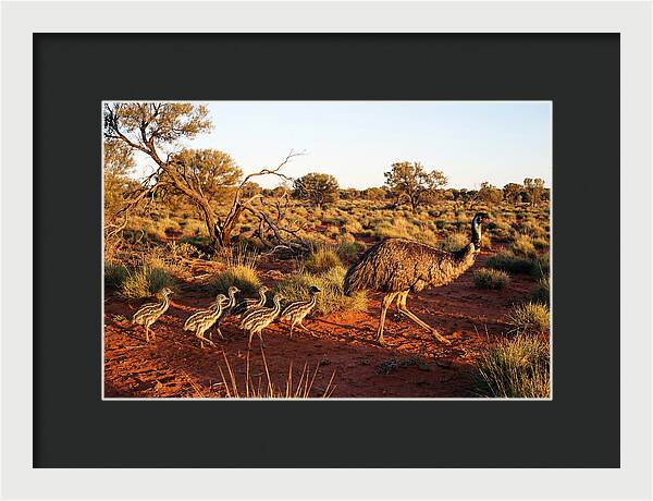 Emus Strolling With Their Young