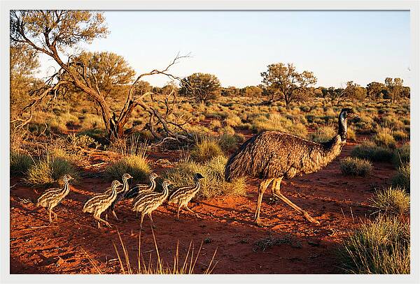 Emus Strolling With Their Young