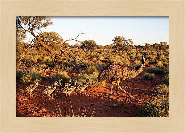 Emus Strolling With Their Young