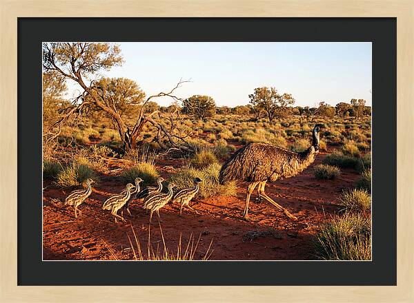 Emus Strolling With Their Young