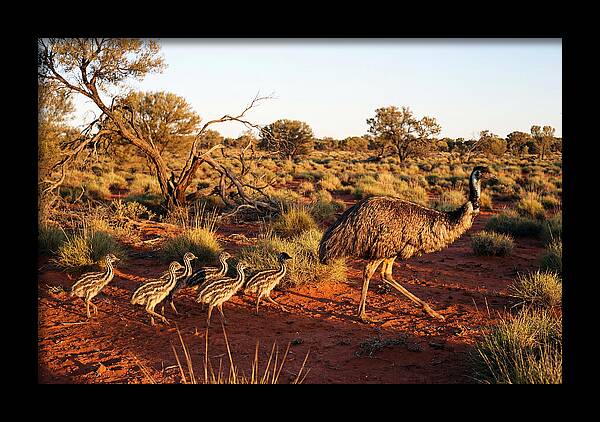 Emus Strolling With Their Young