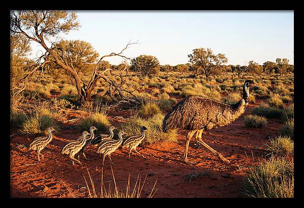Emus Strolling With Their Young