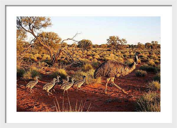 Emus Strolling With Their Young