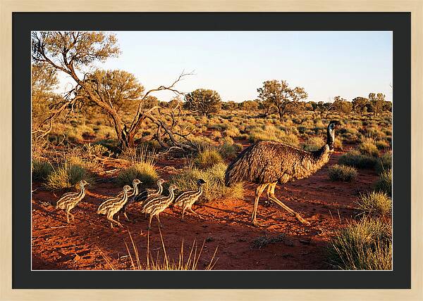 Emus Strolling With Their Young