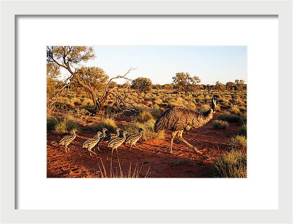 Emus Strolling With Their Young