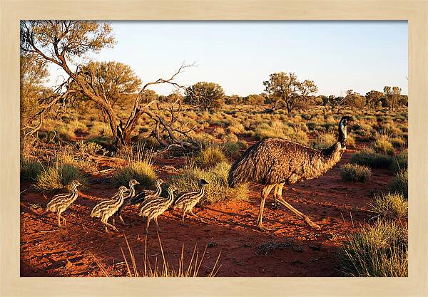 Emus Strolling With Their Young