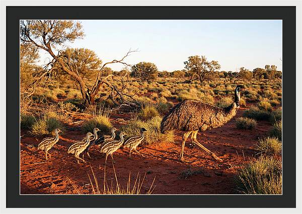 Emus Strolling With Their Young