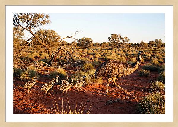 Emus Strolling With Their Young