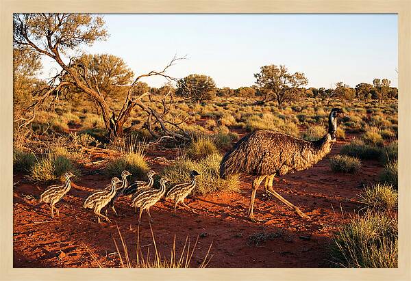 Emus Strolling With Their Young