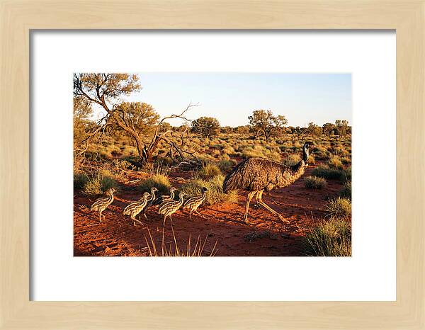 Emus Strolling With Their Young