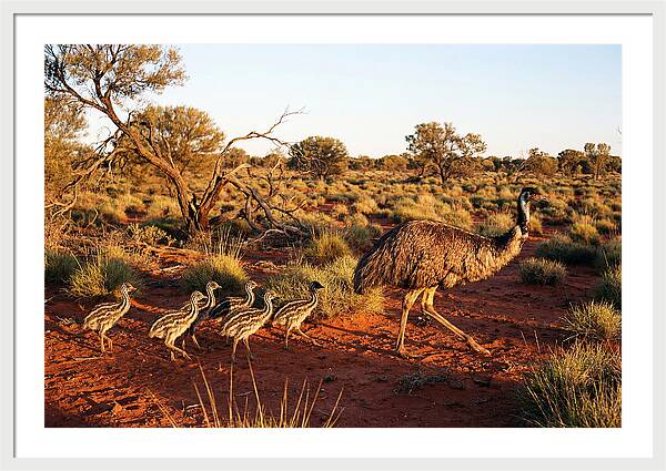 Emus Strolling With Their Young