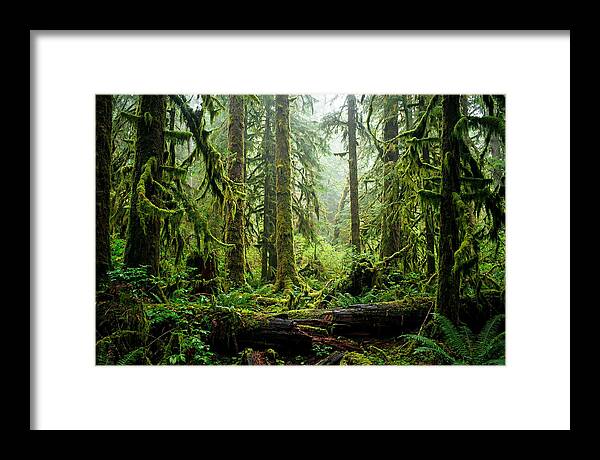 Enchanted Hoh Rainforest Retreat