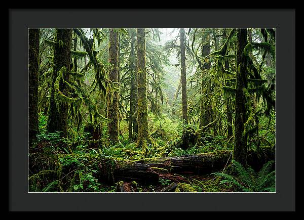 Enchanted Hoh Rainforest Retreat