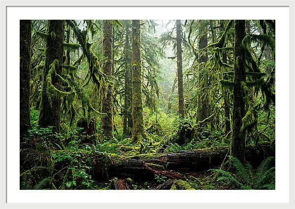 Enchanted Hoh Rainforest Retreat