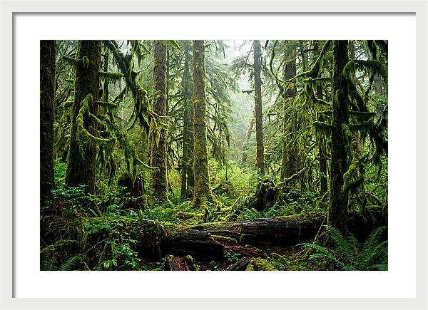 Enchanted Hoh Rainforest Retreat
