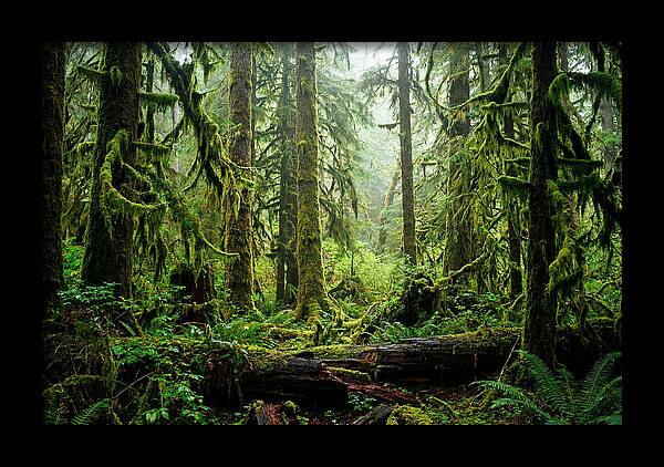 Enchanted Hoh Rainforest Retreat