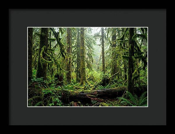 Enchanted Hoh Rainforest Retreat