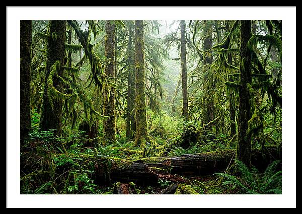 Enchanted Hoh Rainforest Retreat