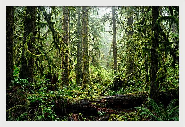 Enchanted Hoh Rainforest Retreat