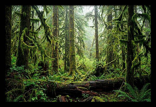 Enchanted Hoh Rainforest Retreat