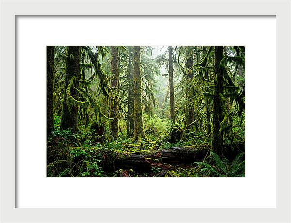 Enchanted Hoh Rainforest Retreat