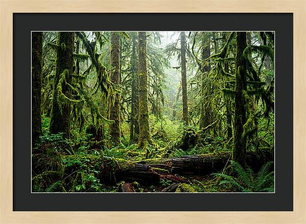 Enchanted Hoh Rainforest Retreat
