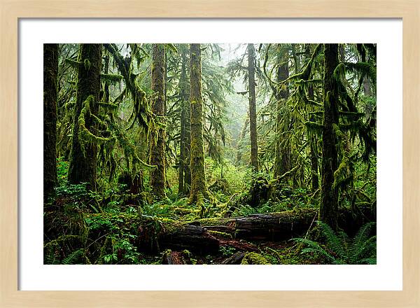 Enchanted Hoh Rainforest Retreat