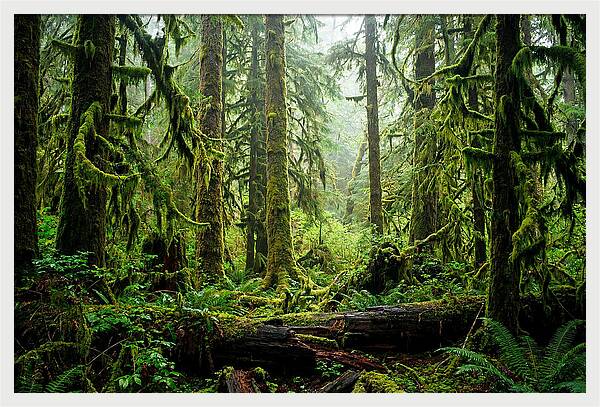 Enchanted Hoh Rainforest Retreat